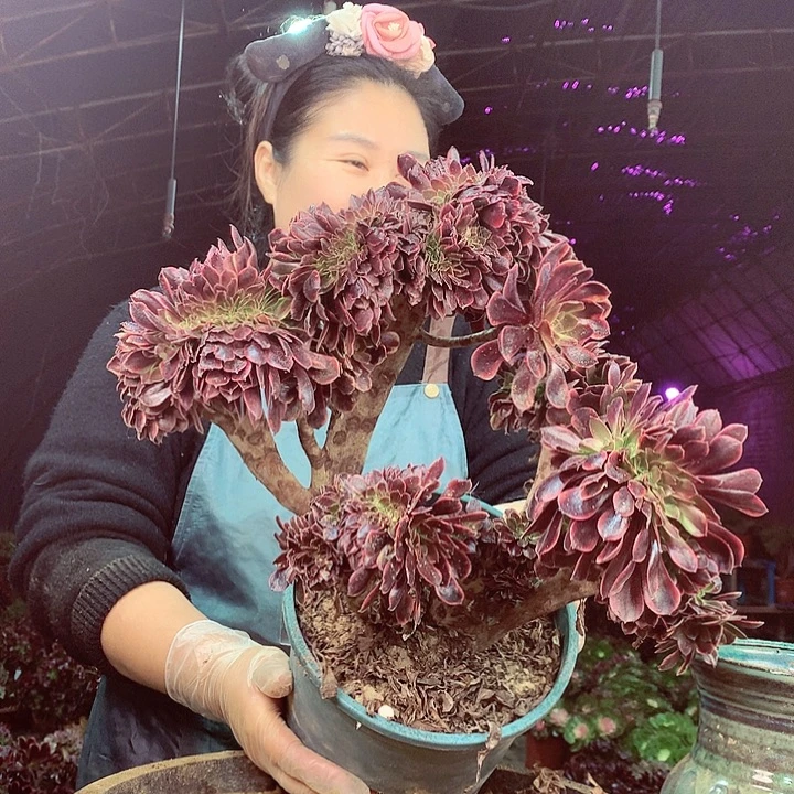 柒柒精品多肉脱土发货不包断侧枝S412