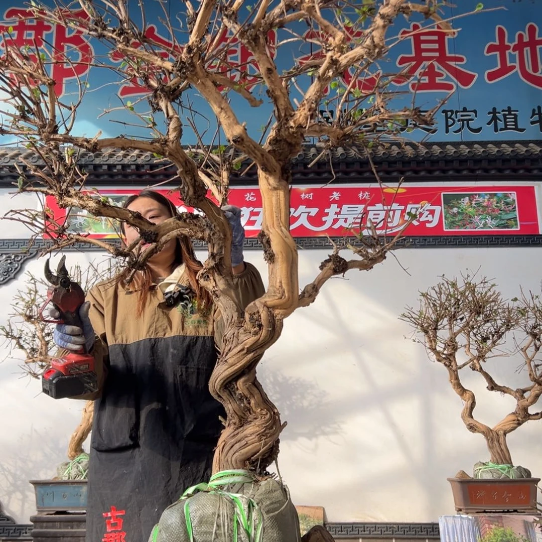 无花朵金银花555888885555888