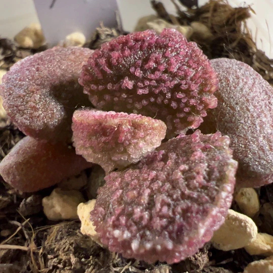 无*实生新品多肉植物水泡多肉植物