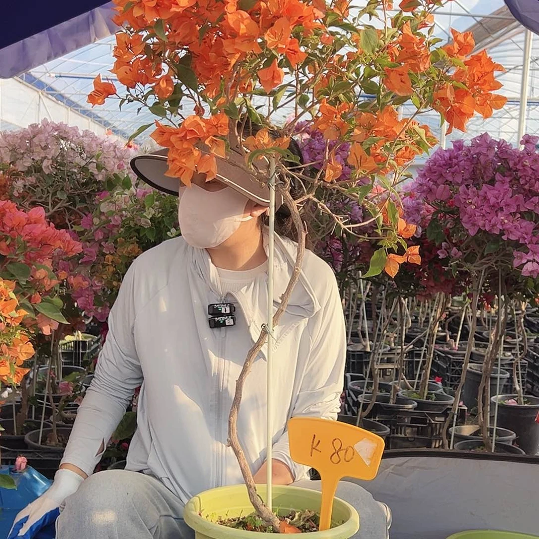 逃****大部分花苞少量开放K80橙桑巴