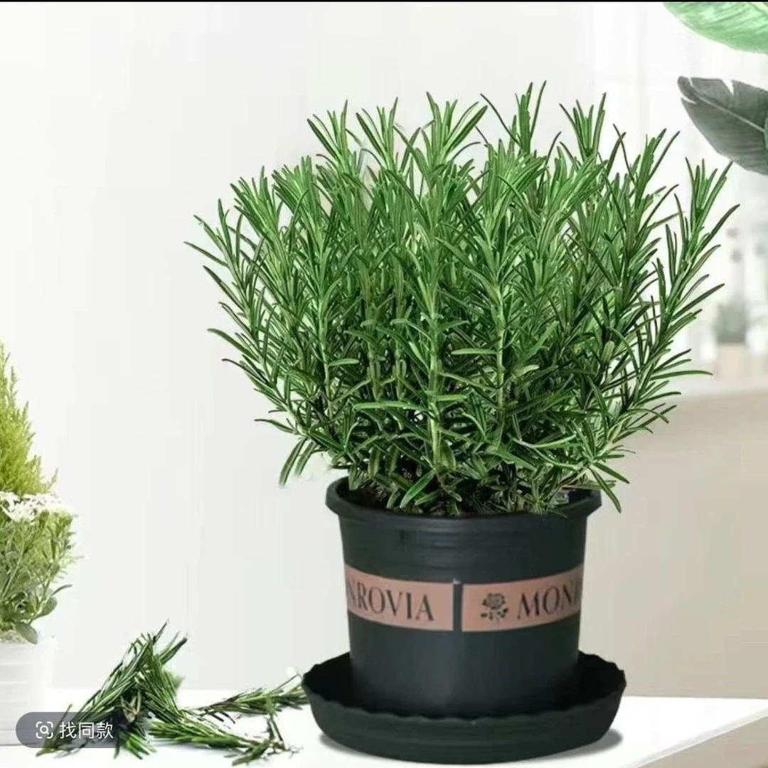 精选）迷迭香盆栽室内驱蚊植物香草绿植煎牛排香料