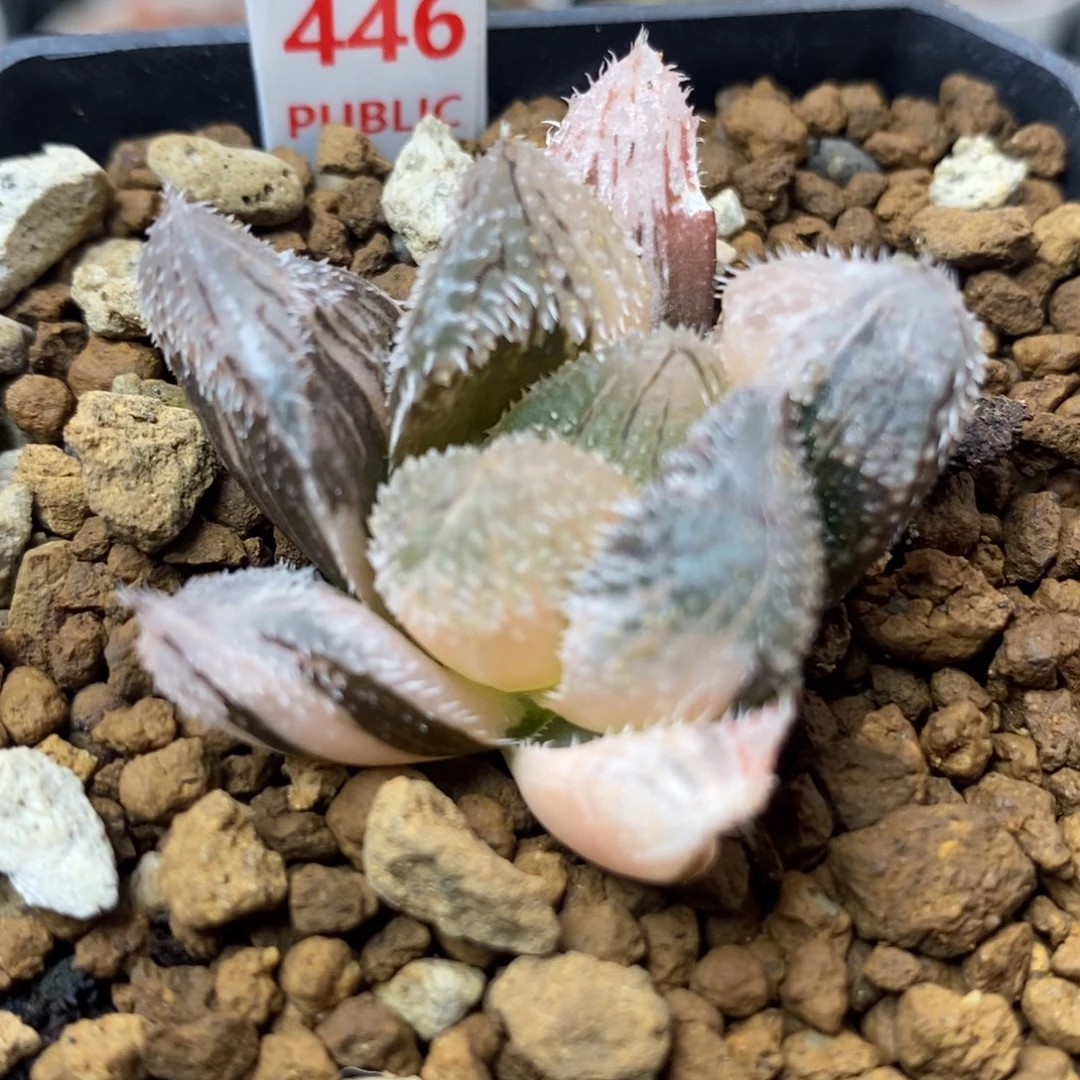 456狼蛛锦一物一拍