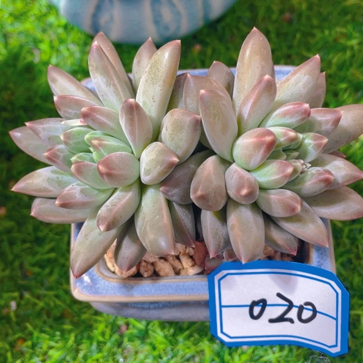 谢谢你的支持00000020