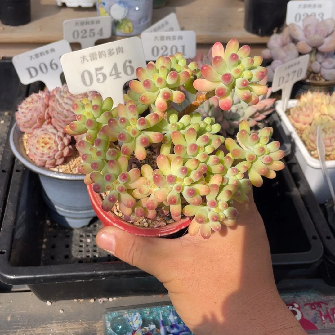 0546乙女心不带盆13厘米