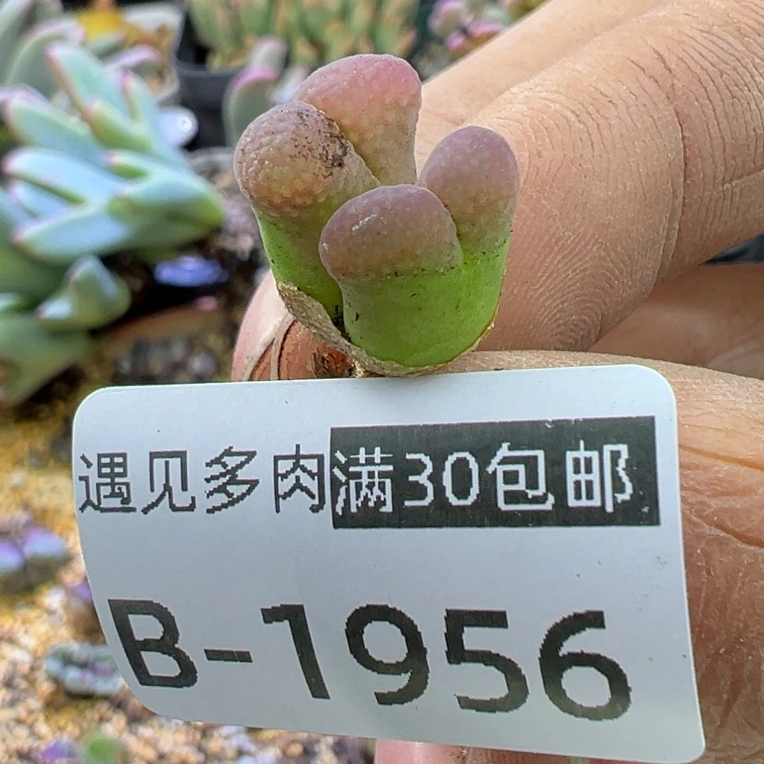 多肉植物111111111111111