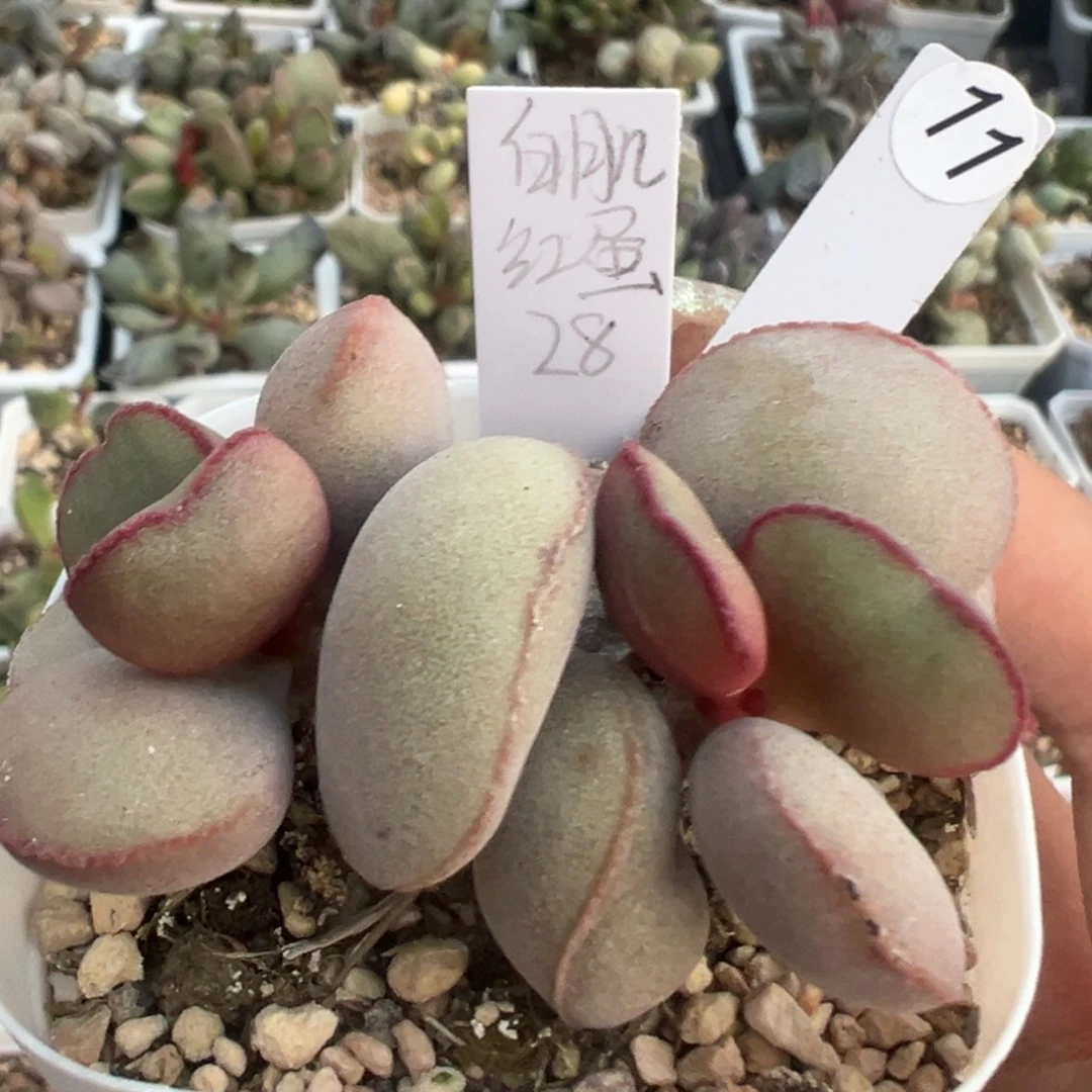 白肌红蛋多肉植物11