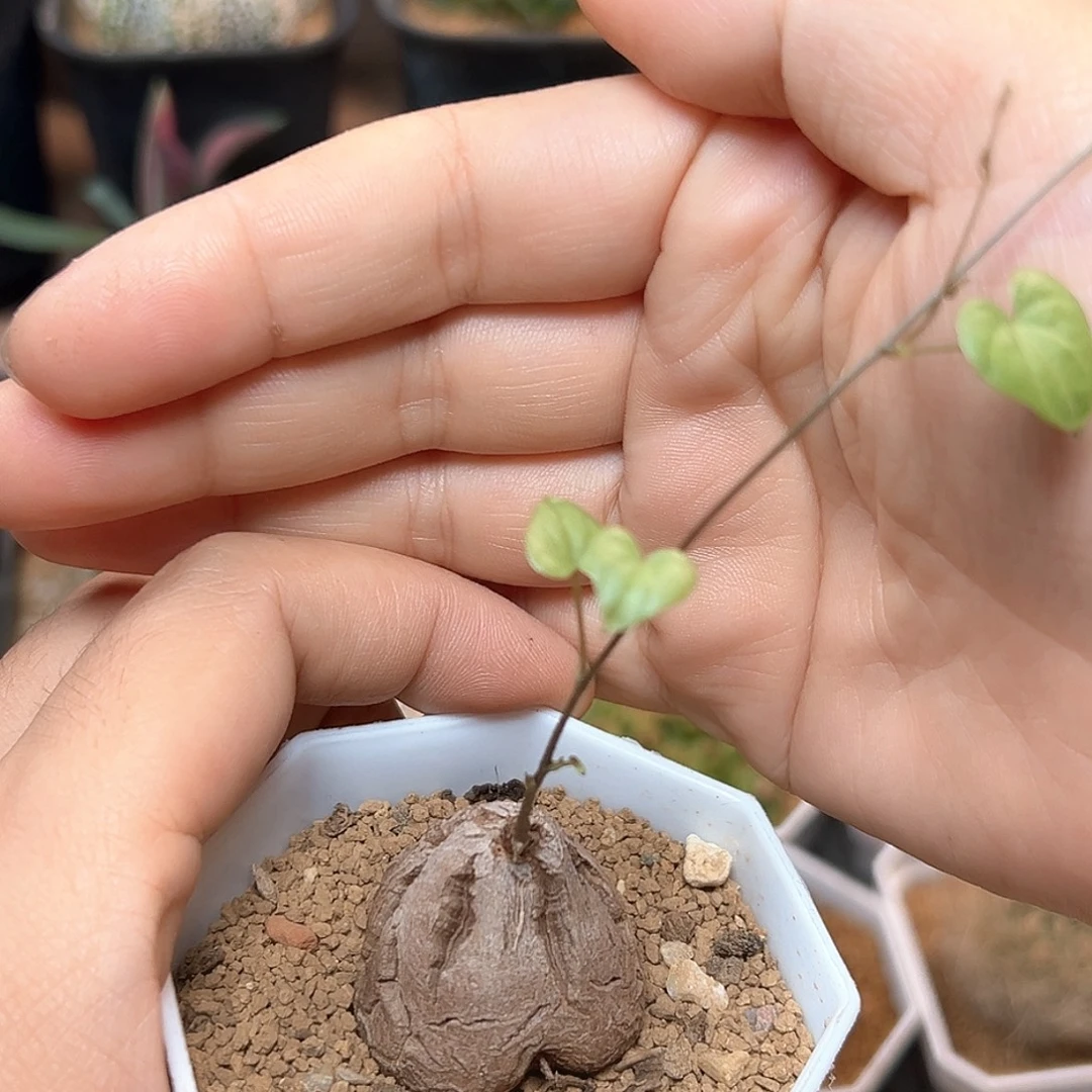 无花朵特价盆养南非龟甲龙3CM