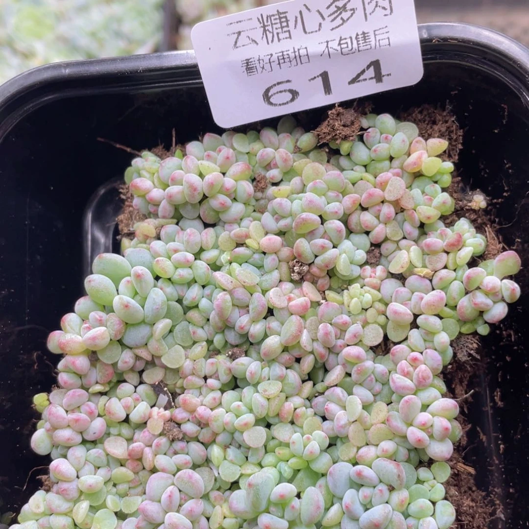 云糖心多肉植物614