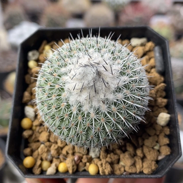 乌月丸         实生根