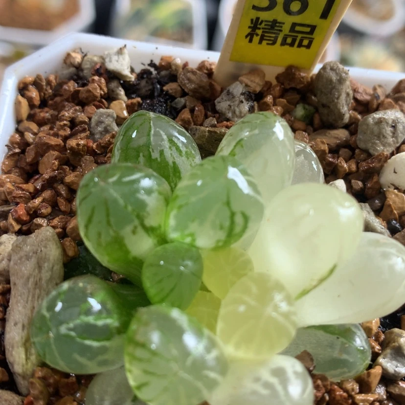 【闪购商品】361塑料皮