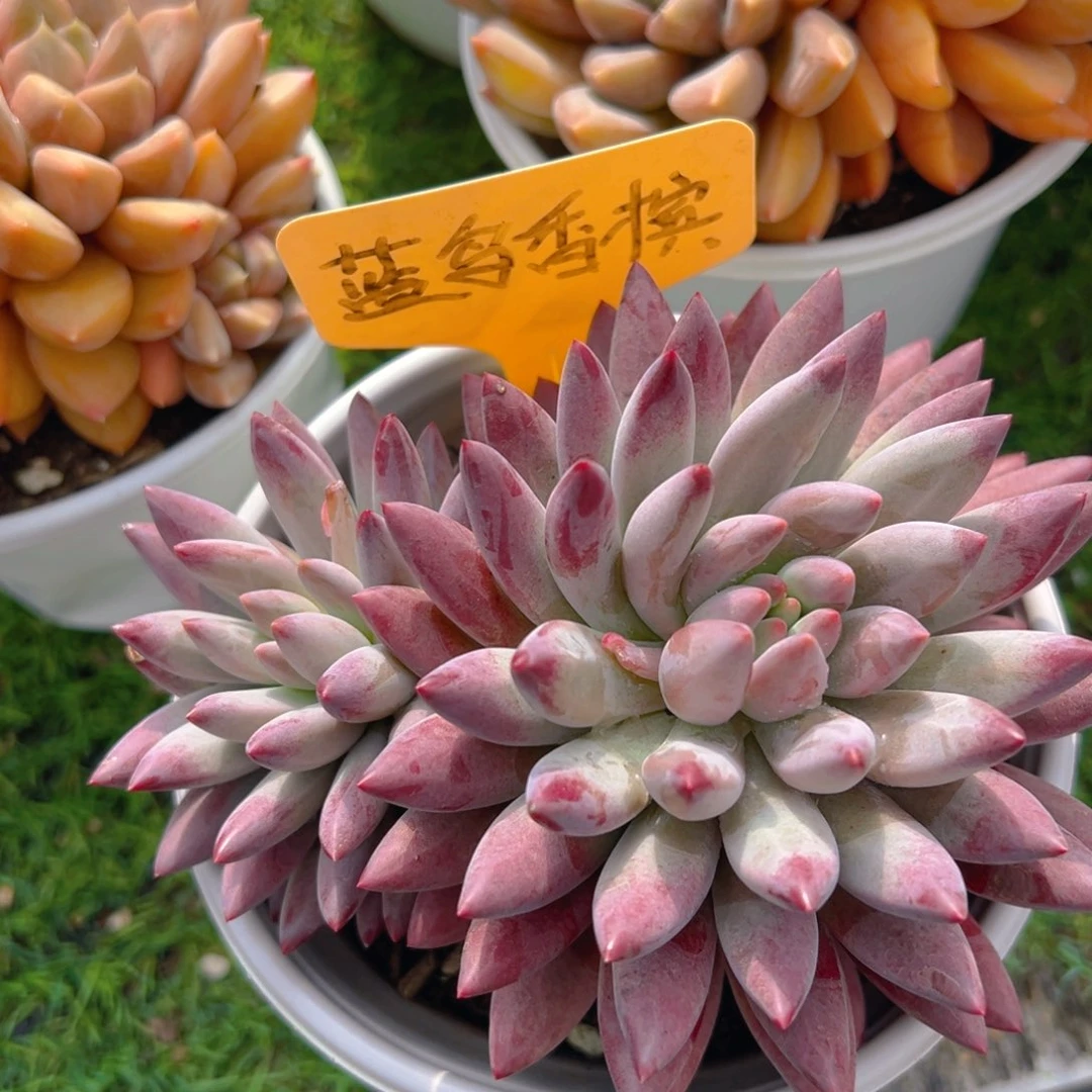 香玉等多种名贵的产品和