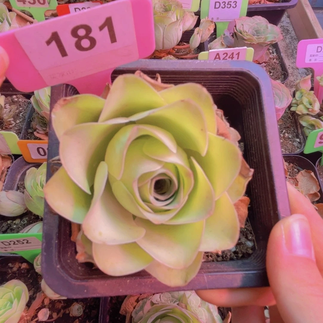 181山地玫瑰绿色