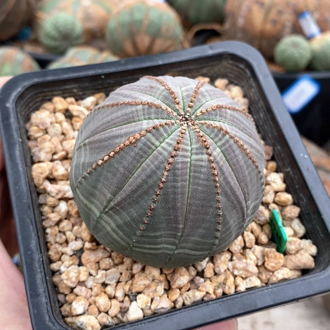 9 欧系实生布纹球多肉植物