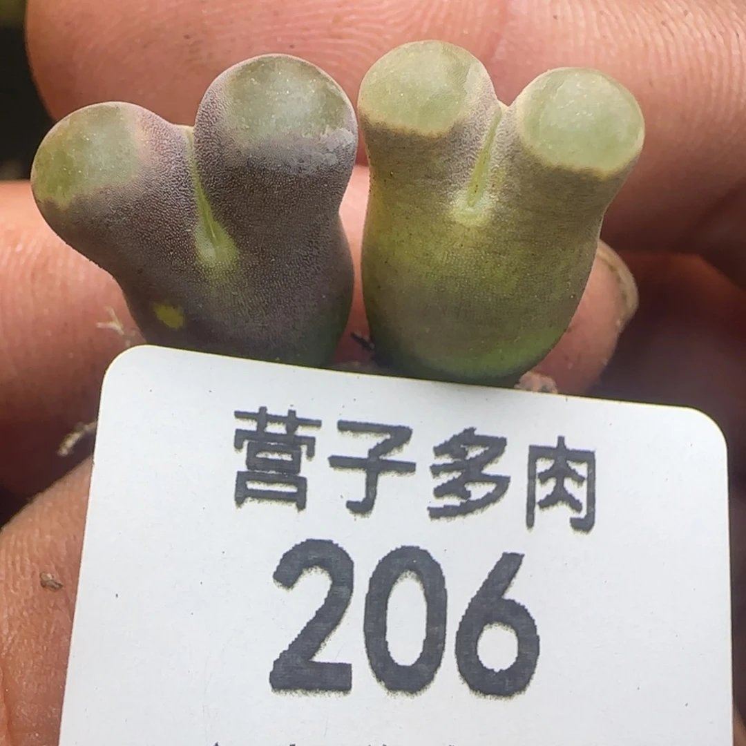 班克磁铁。