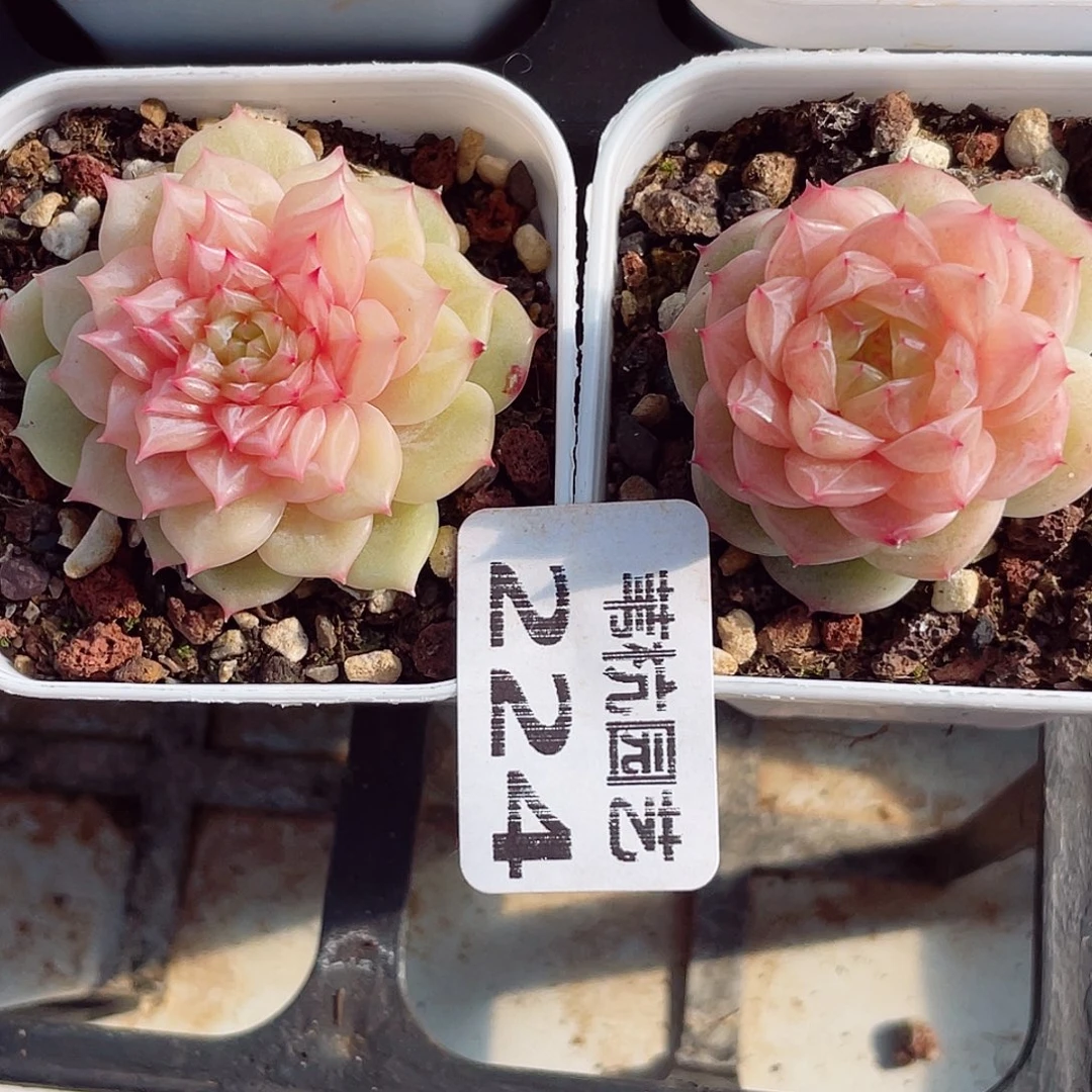 224多年的历史了吧我