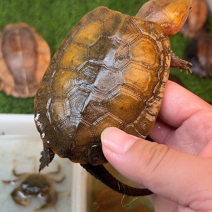 ༗***࿐绿毛龟母剧院闭壳龟