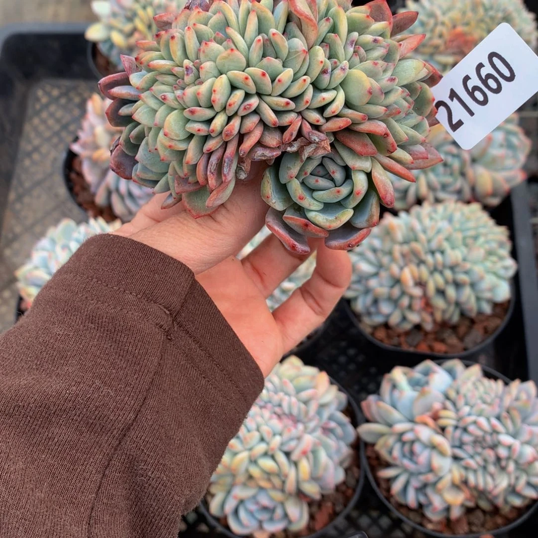 21660全明星小孩第一眼