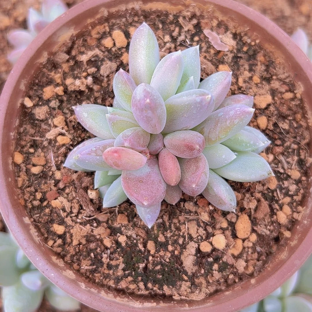 四头伊丽莎白1111111