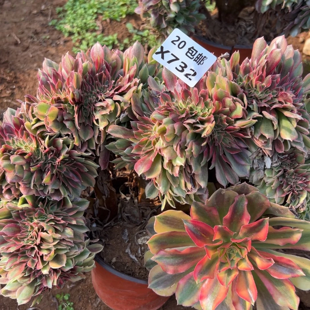 732红秀缀，满20包邮嘟叮熊