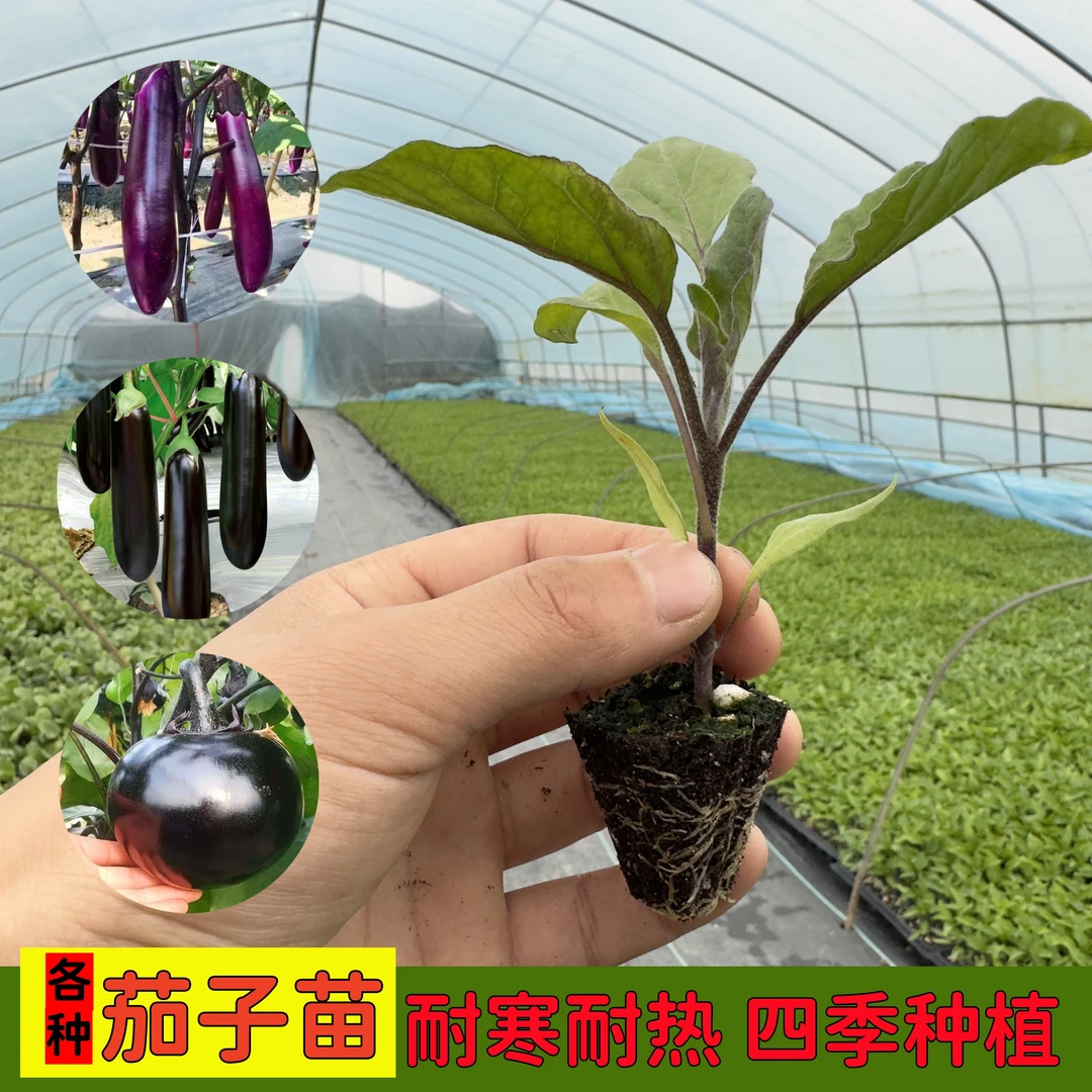 高产茄子秧苗紫长茄子苗黑长茄苗杭茄苗紫圆茄苗青茄苗白茄苗盆栽