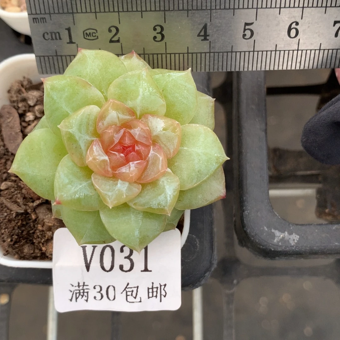 31。婚纱糖心多肉。