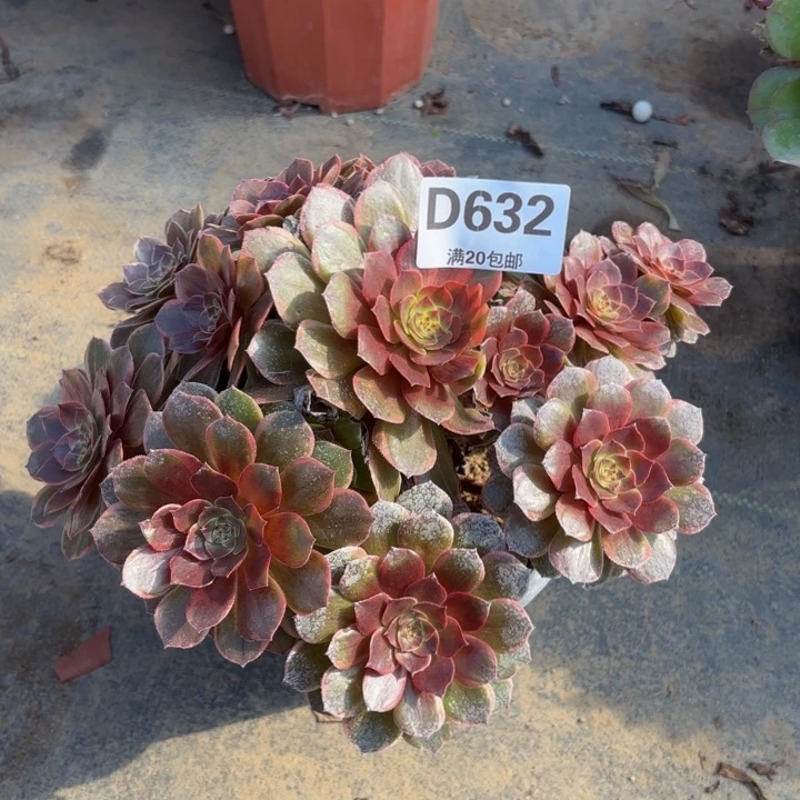 瑞妈多肉园艺 632半夏，
