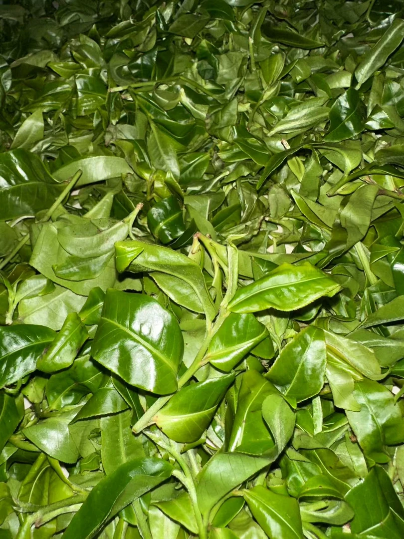 2025年春云南普洱红茶滇红晒红