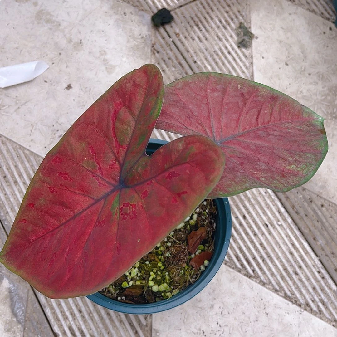 完全开放泰彩一物一拍1121