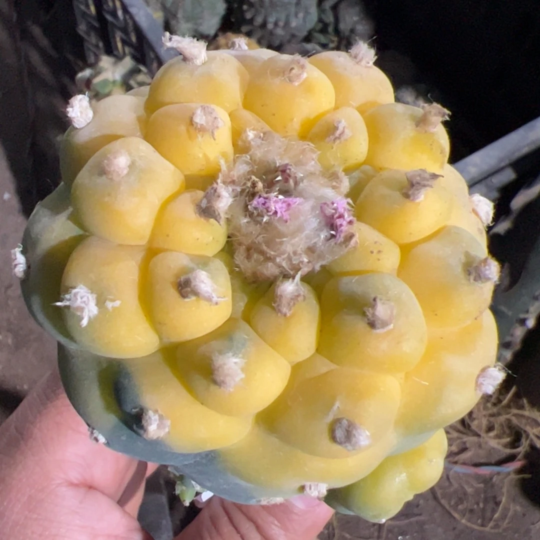 苗接仙锦仙人球968