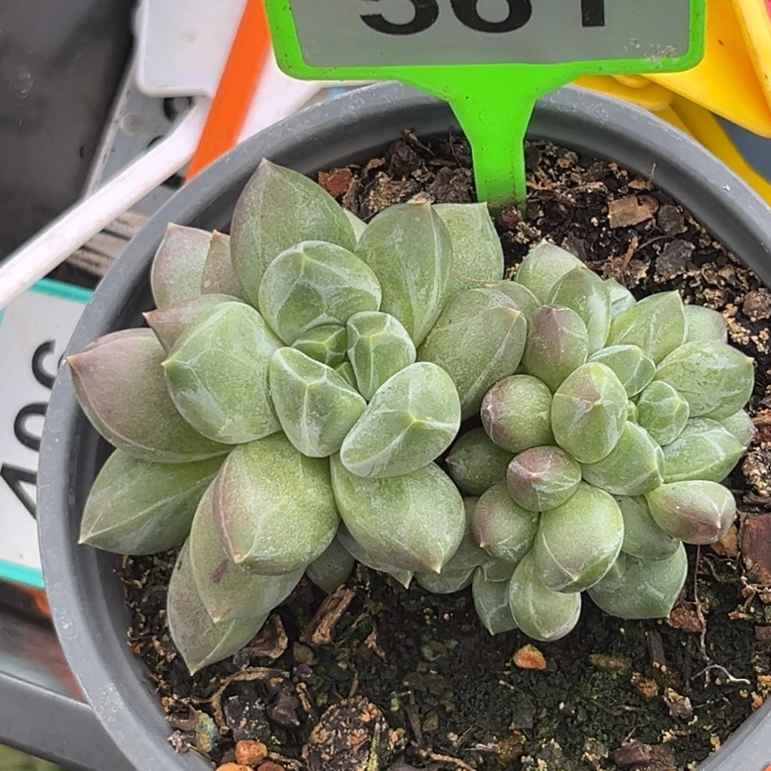 多肉植物彩体重楼561