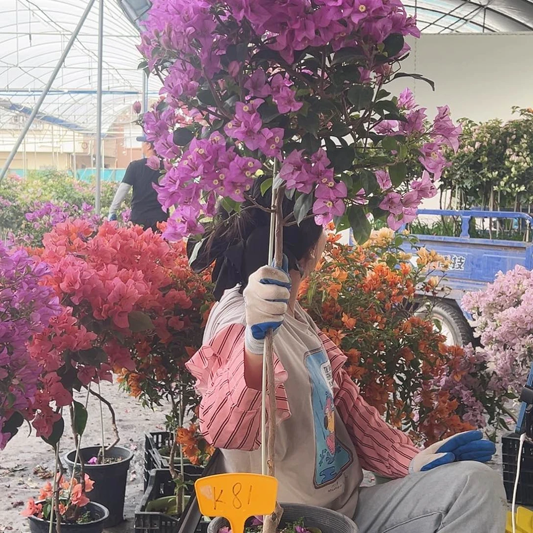 一***～大部分花苞少量开放K81巴西紫