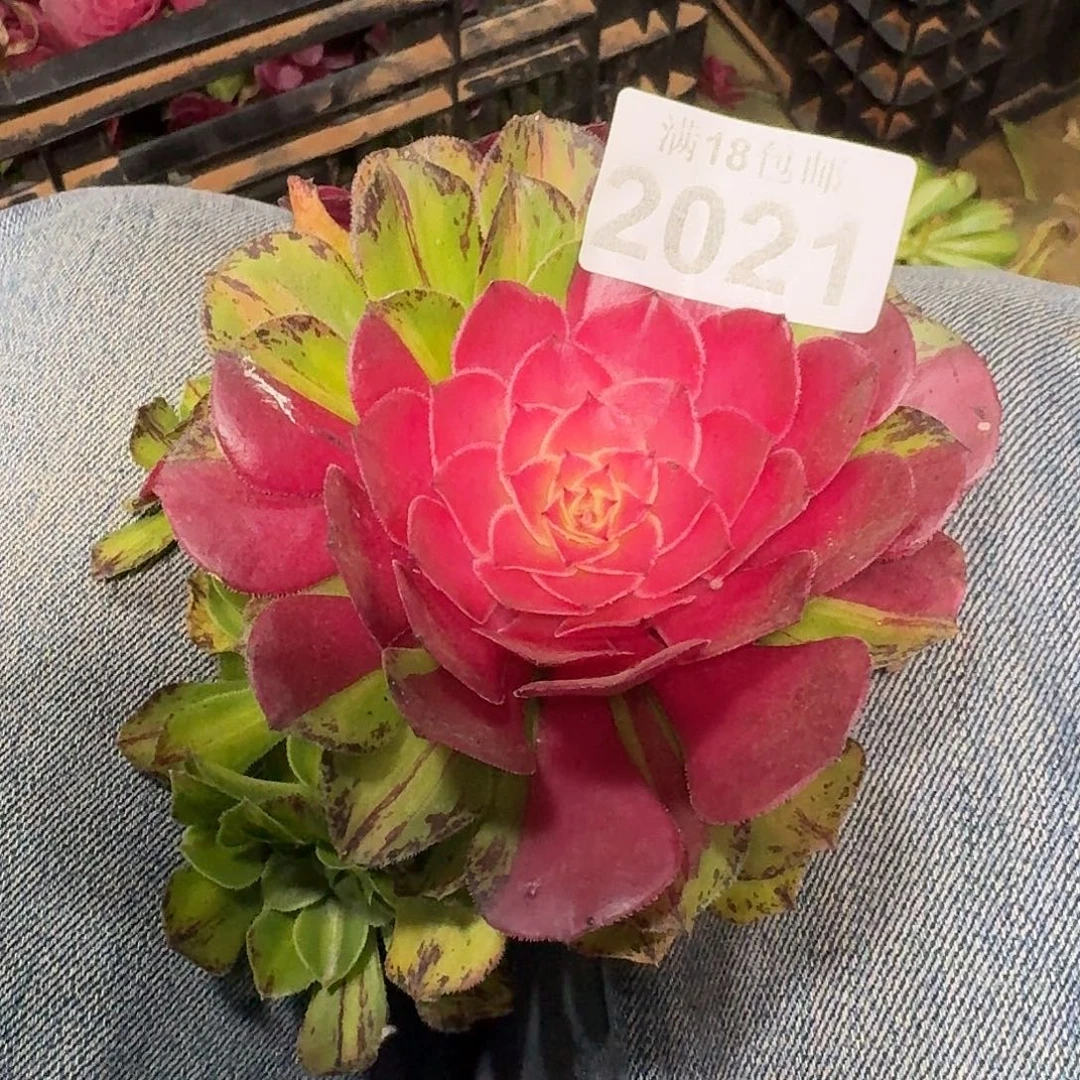 021 知否捧花无根多肉法师