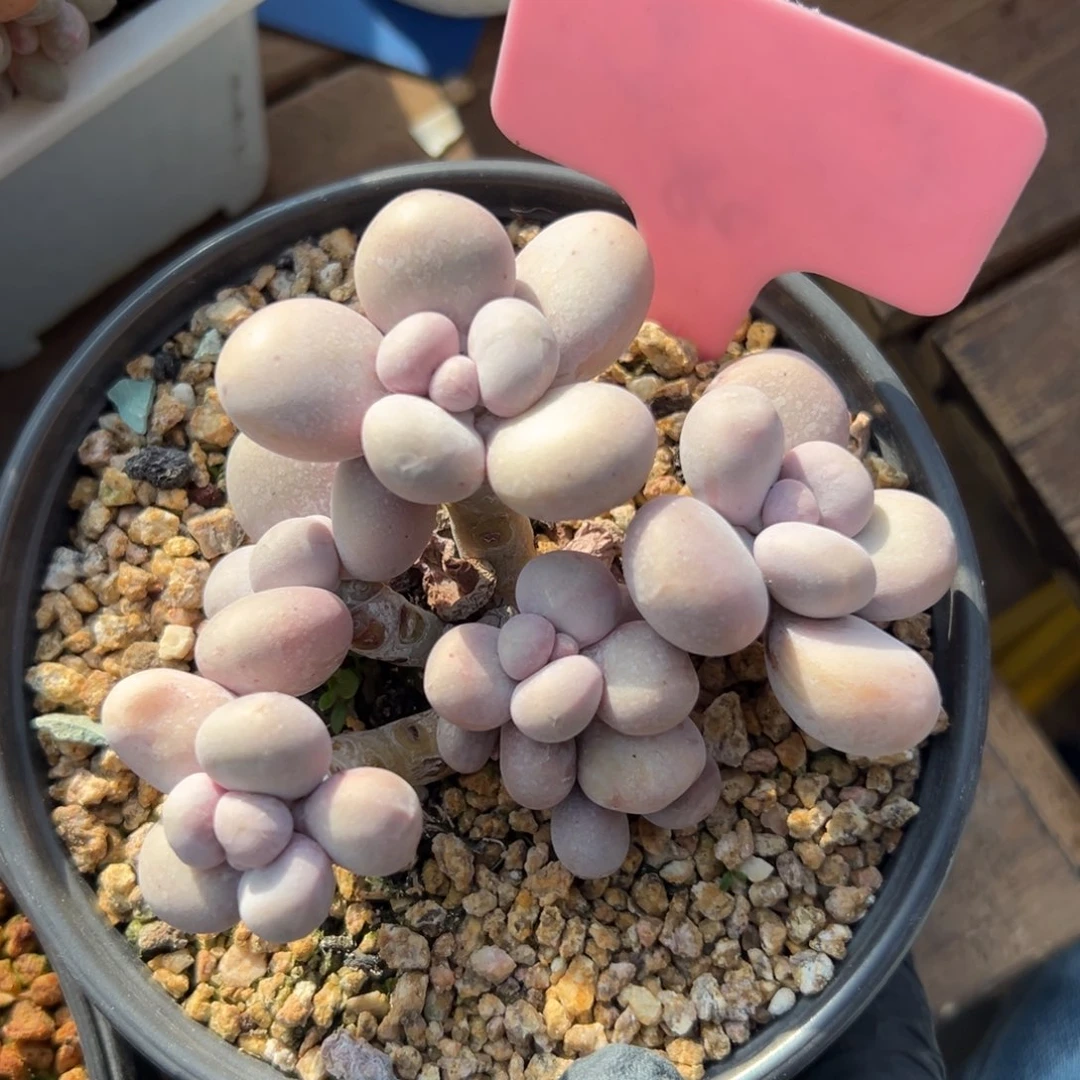 原始奶11111111111111