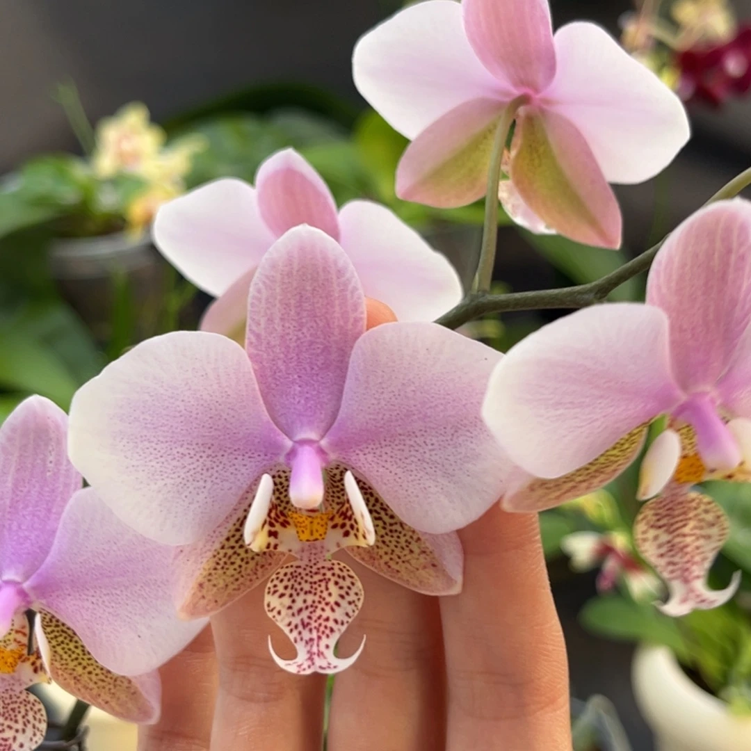 完全开放2.5寸23pu开花株