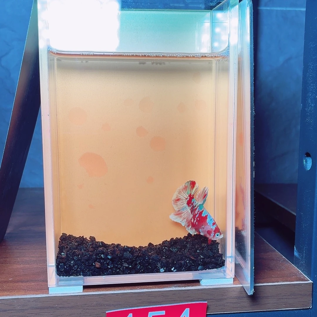 斗鱼巴塞龙将军公鱼