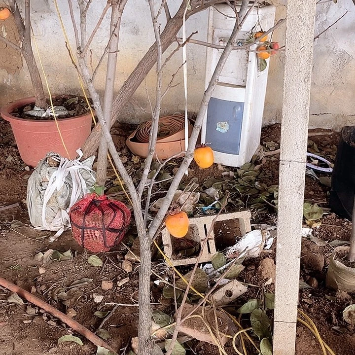 完全开放柿子盆栽，一盆一拍