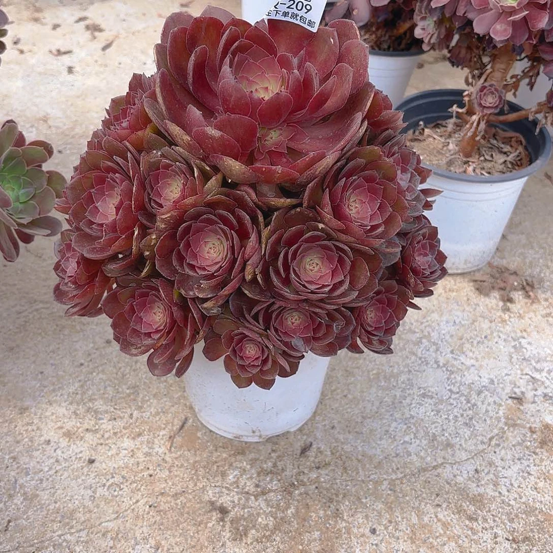 红魔多肉植物上209