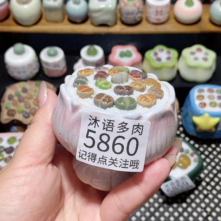 带盆土植物 一物一拍5860