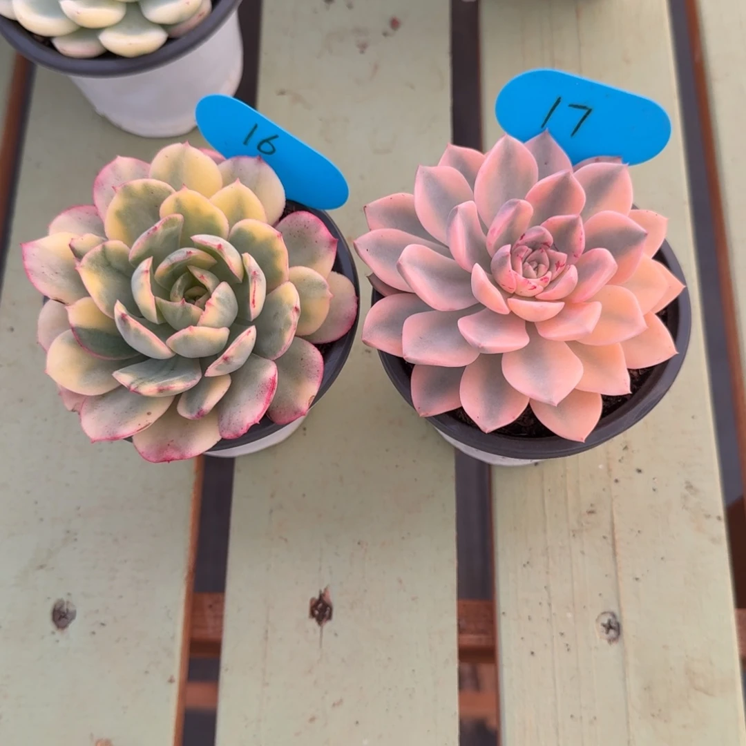 清***扬般若锦红粉佳人锦