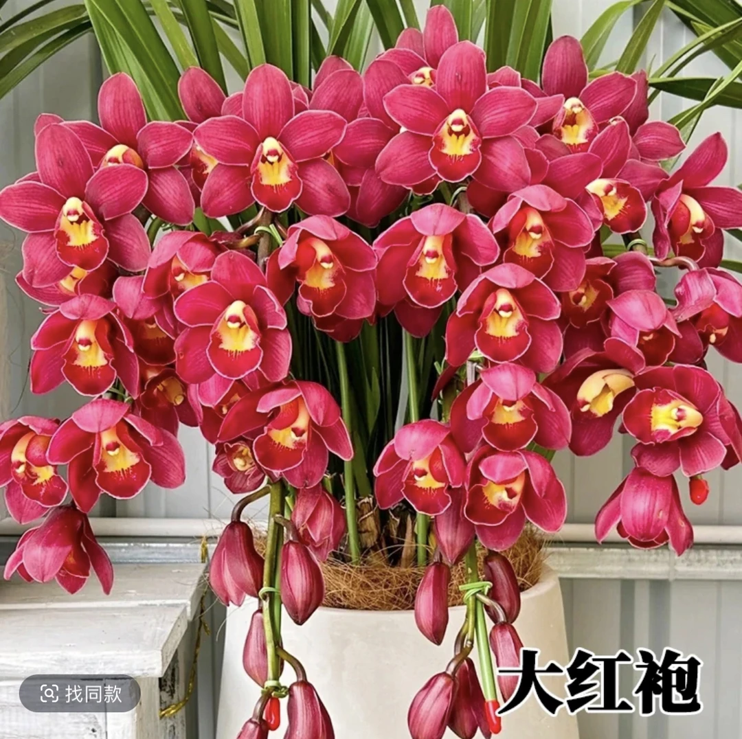 （苹果家）大红袍 大花惠兰年宵花 云南基地直发