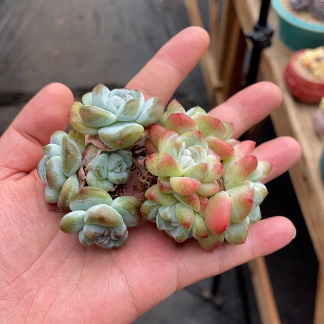 冰玉两颗一物一拍不支持退换