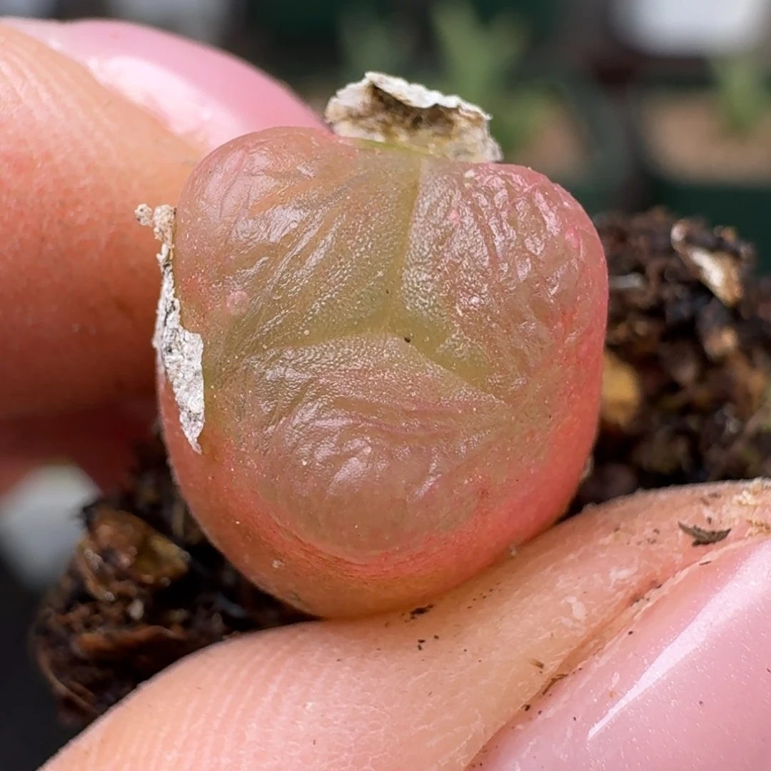 231毛汉尼0000000000