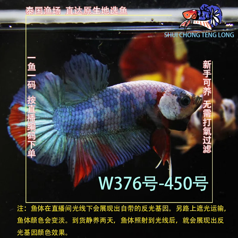 水宠腾隆W376-450斗鱼小型热带观赏鱼好养耐活适合新手当宠物鱼