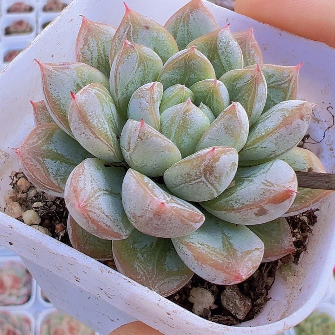 单头百达翡翠19包邮