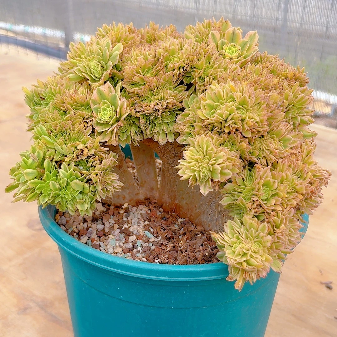 一物一拍法师缀（满2单包邮）精控 清欢园艺多肉植物室内绿植盆栽
