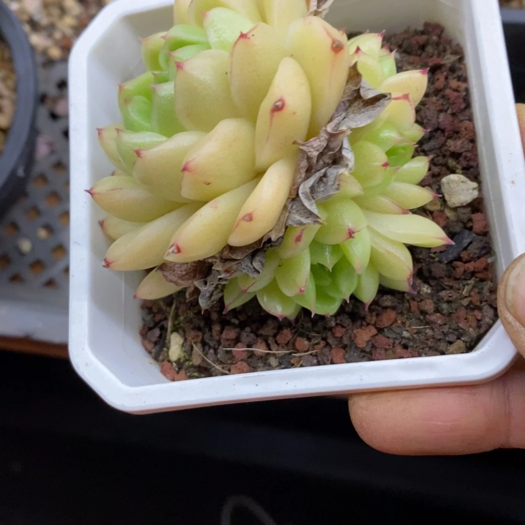 精品多肉一物一拍不包整39