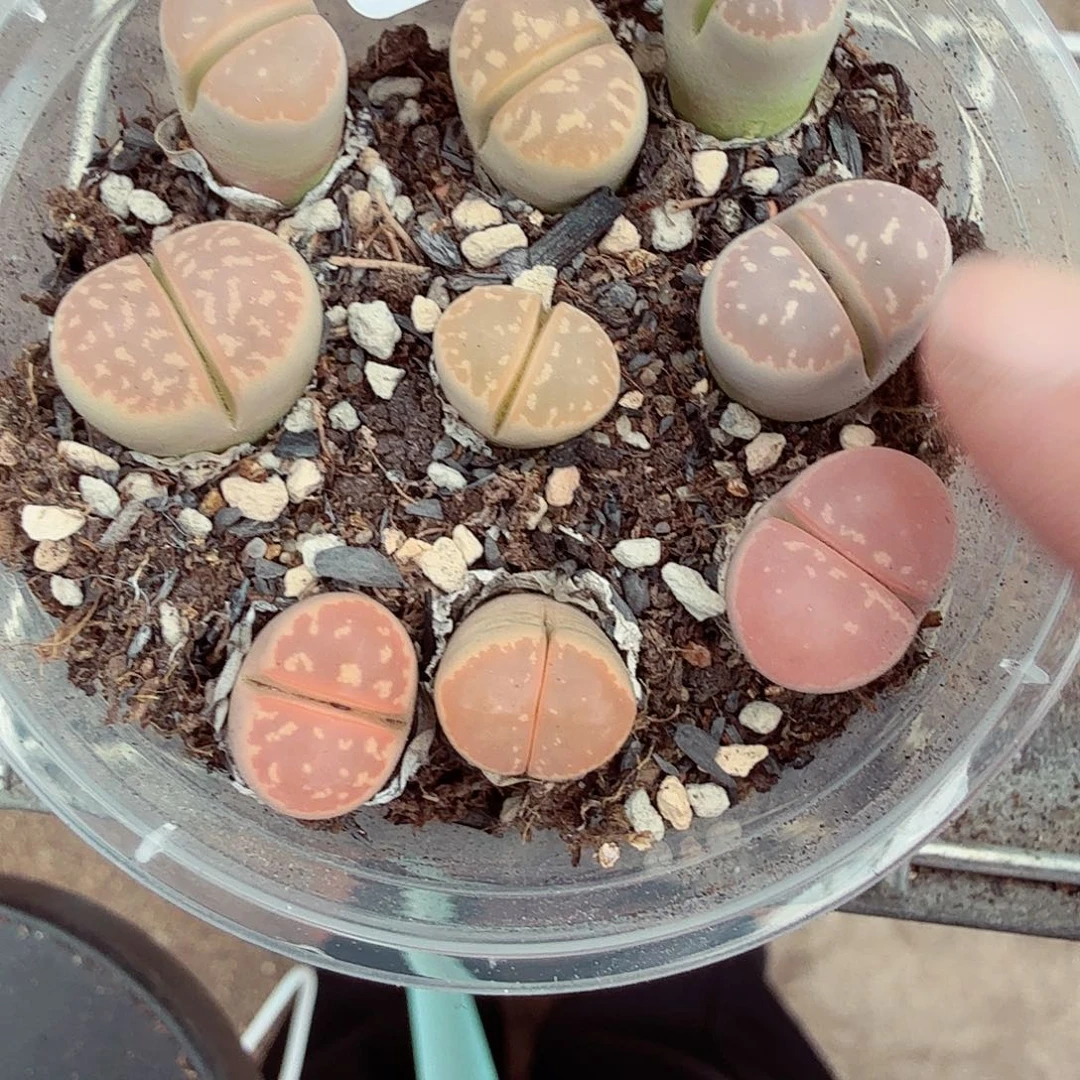 这个点睡起来都会梦中204