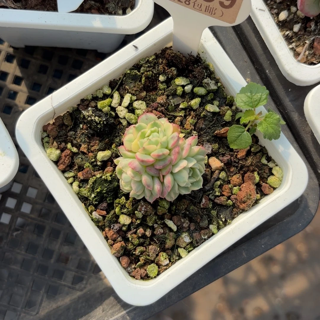 C539梦幻玫瑰锦yiwuyipai