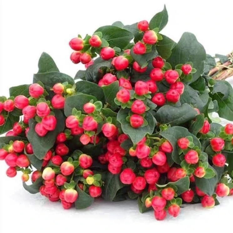 红色相思豆火龙珠