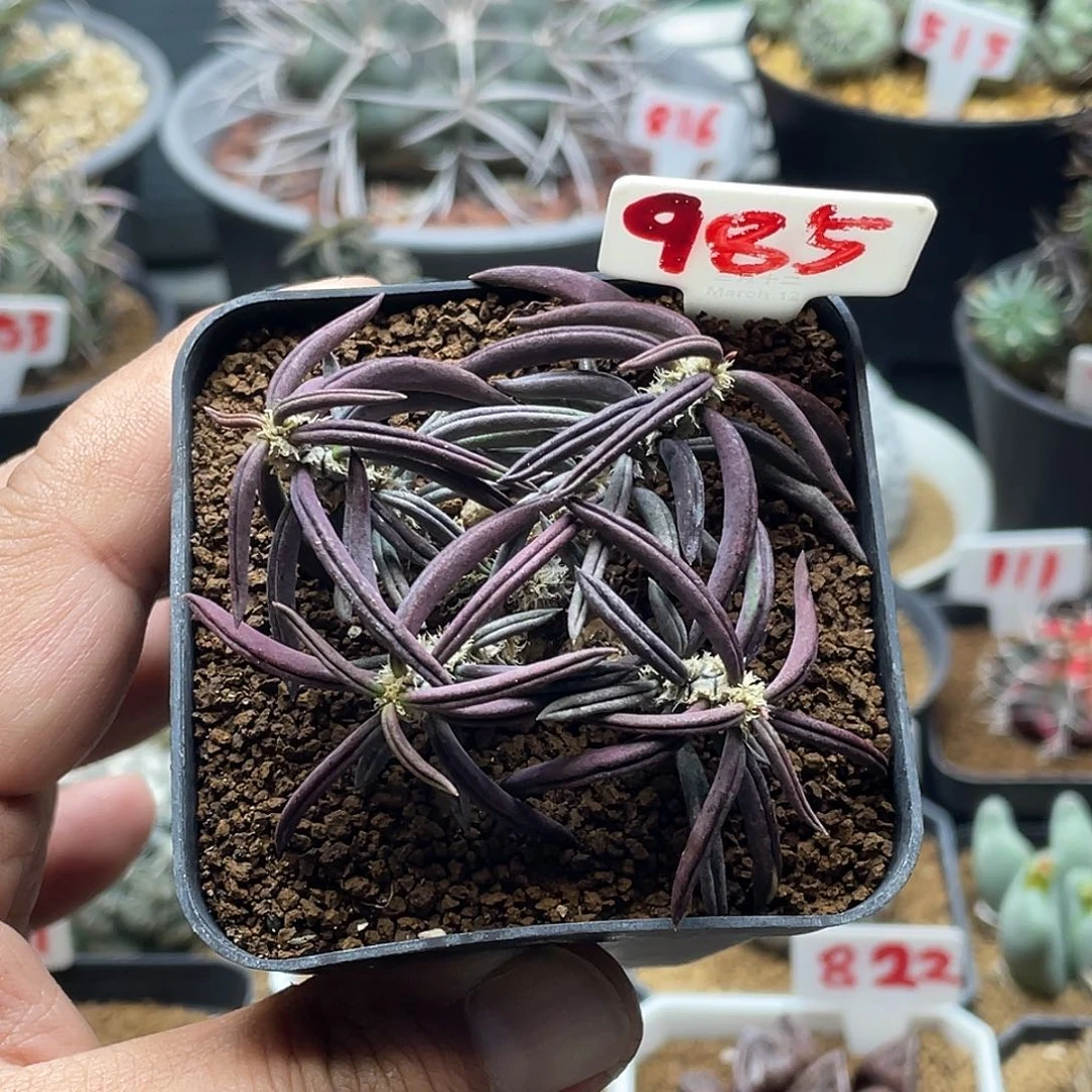 用***9粉丝专拍仙人球多肉雀舌麒麟